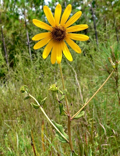 {Helianthus floridanus}